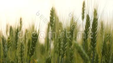 麦田。 田野上绿油油的麦穗.. 草甸麦田成熟穗的背景。